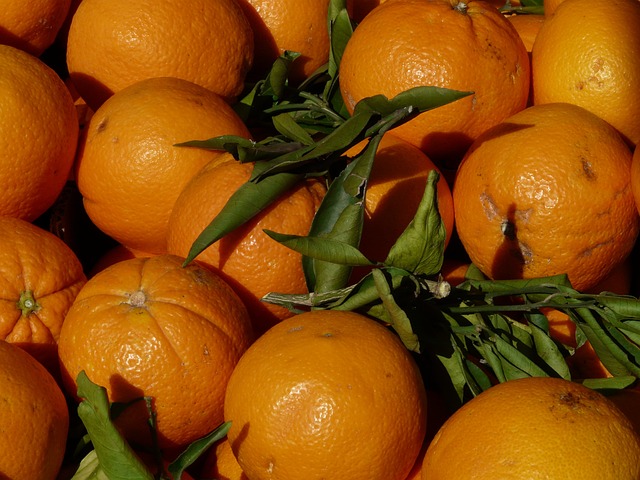 sklizeň pomerančů