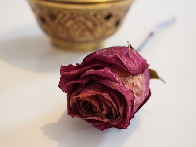 sušená růže